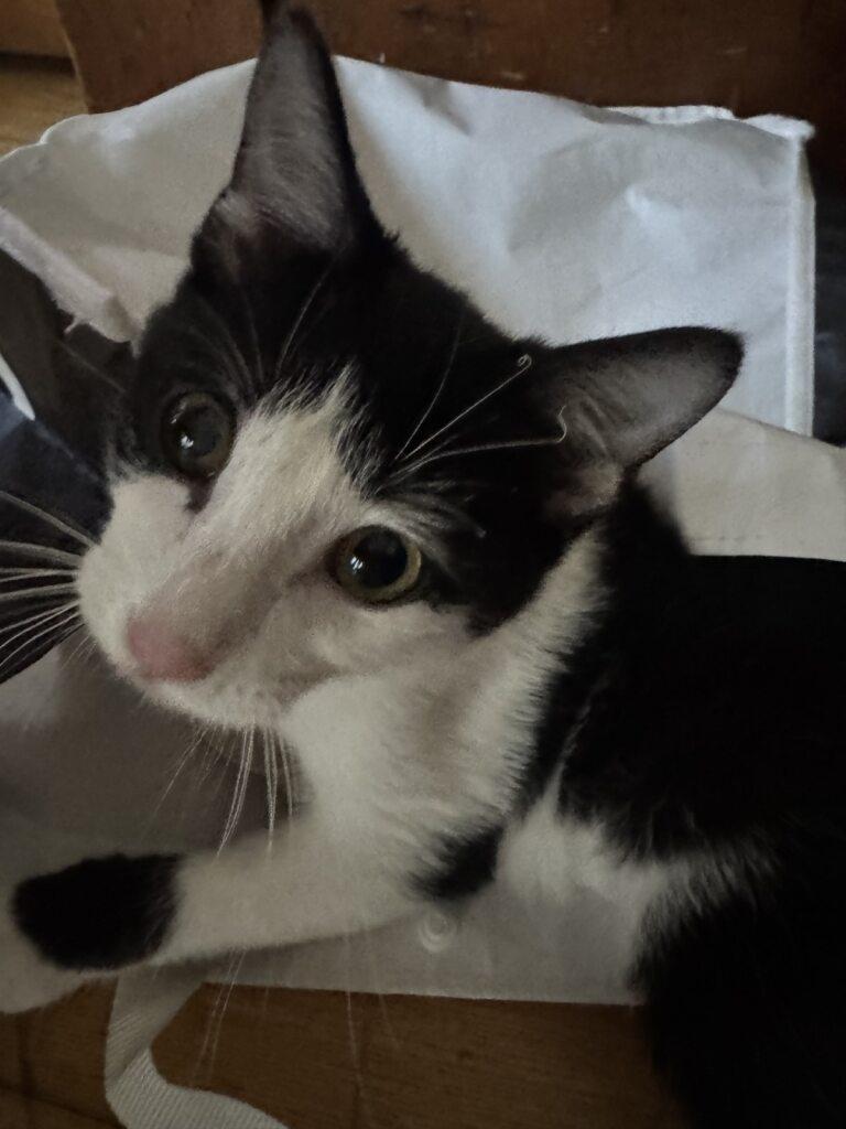 Enlarge Pebbles, a Adoptable Domestic Short Hair in Onalaska, WI image 6/6