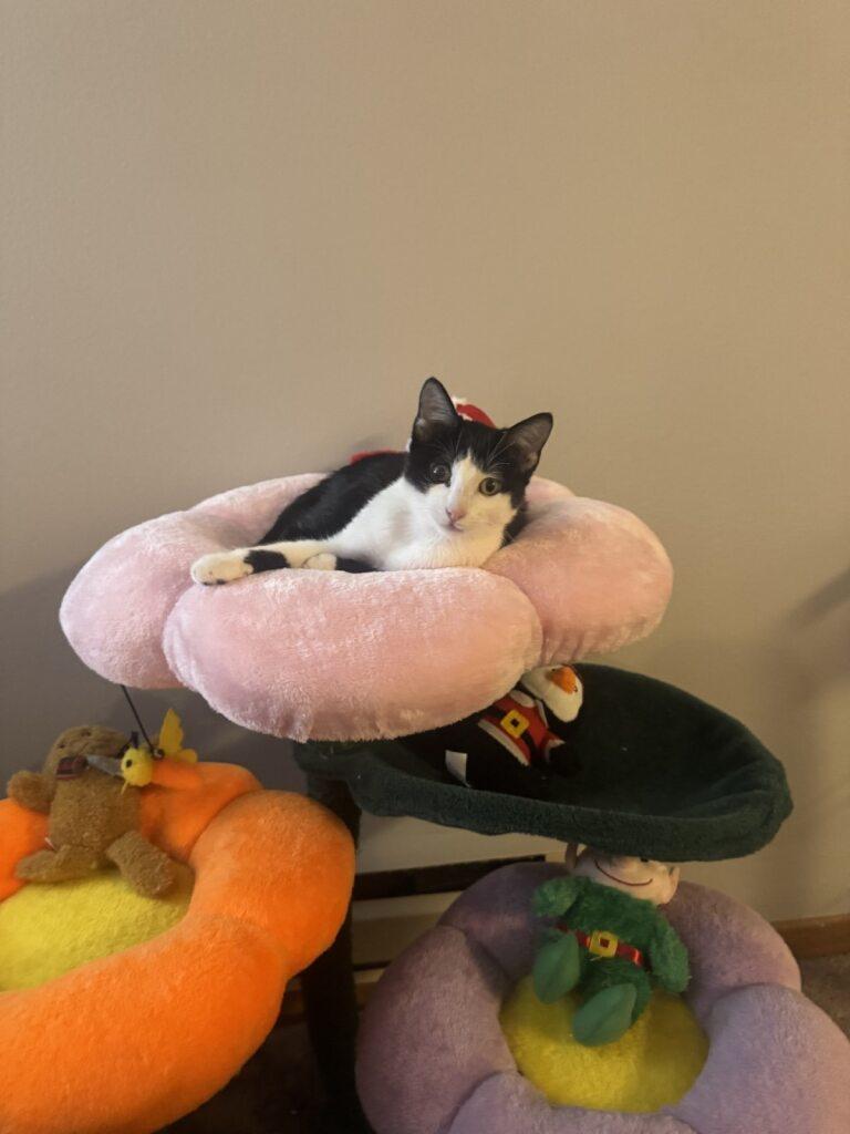 Enlarge Pebbles, a Adoptable Domestic Short Hair in Onalaska, WI image 5/6