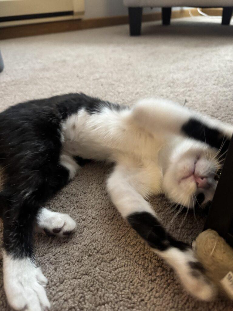 Pebbles, Adoptable, Kitten Female Domestic Short Hair.