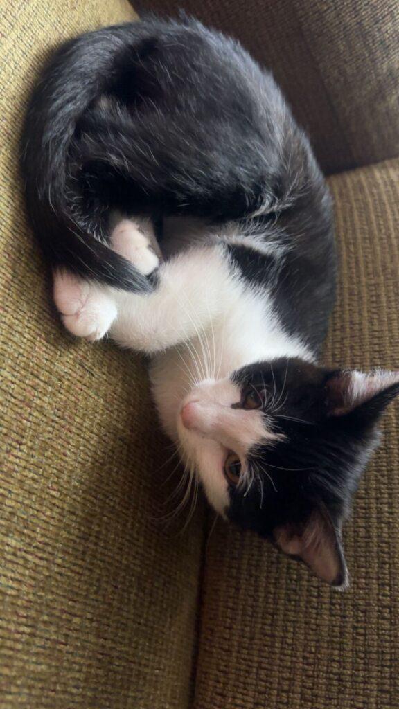 Enlarge Pebbles, a Adoptable Domestic Short Hair in Onalaska, WI image 1/6