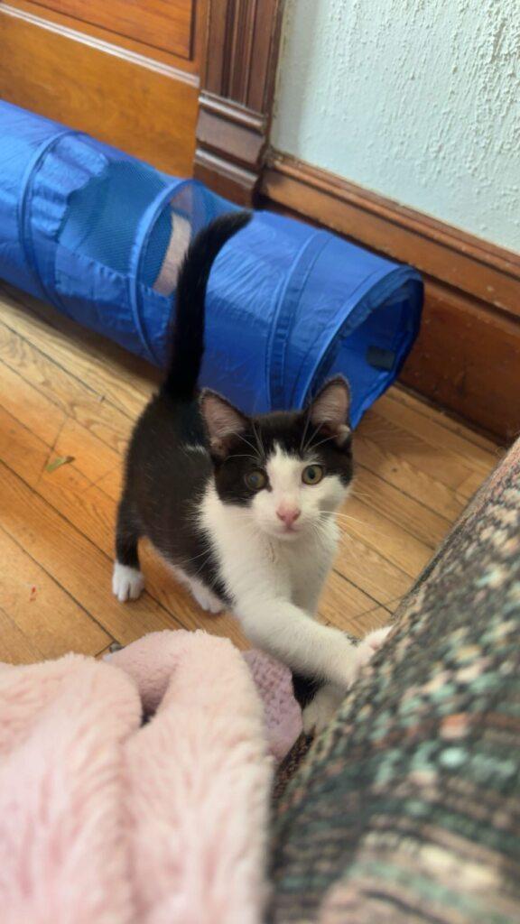 Enlarge Pebbles, a Adoptable Domestic Short Hair in Onalaska, WI image 2/6