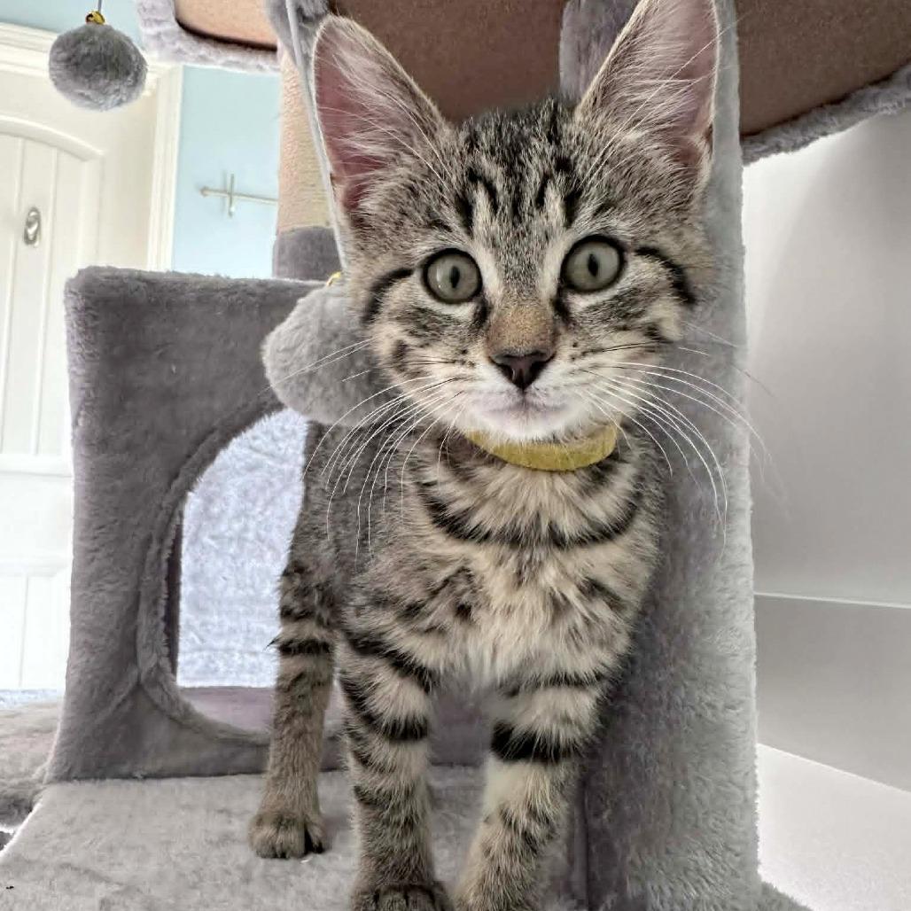 El, Adoptable, Kitten Female Domestic Short Hair & Domestic Short Hair.