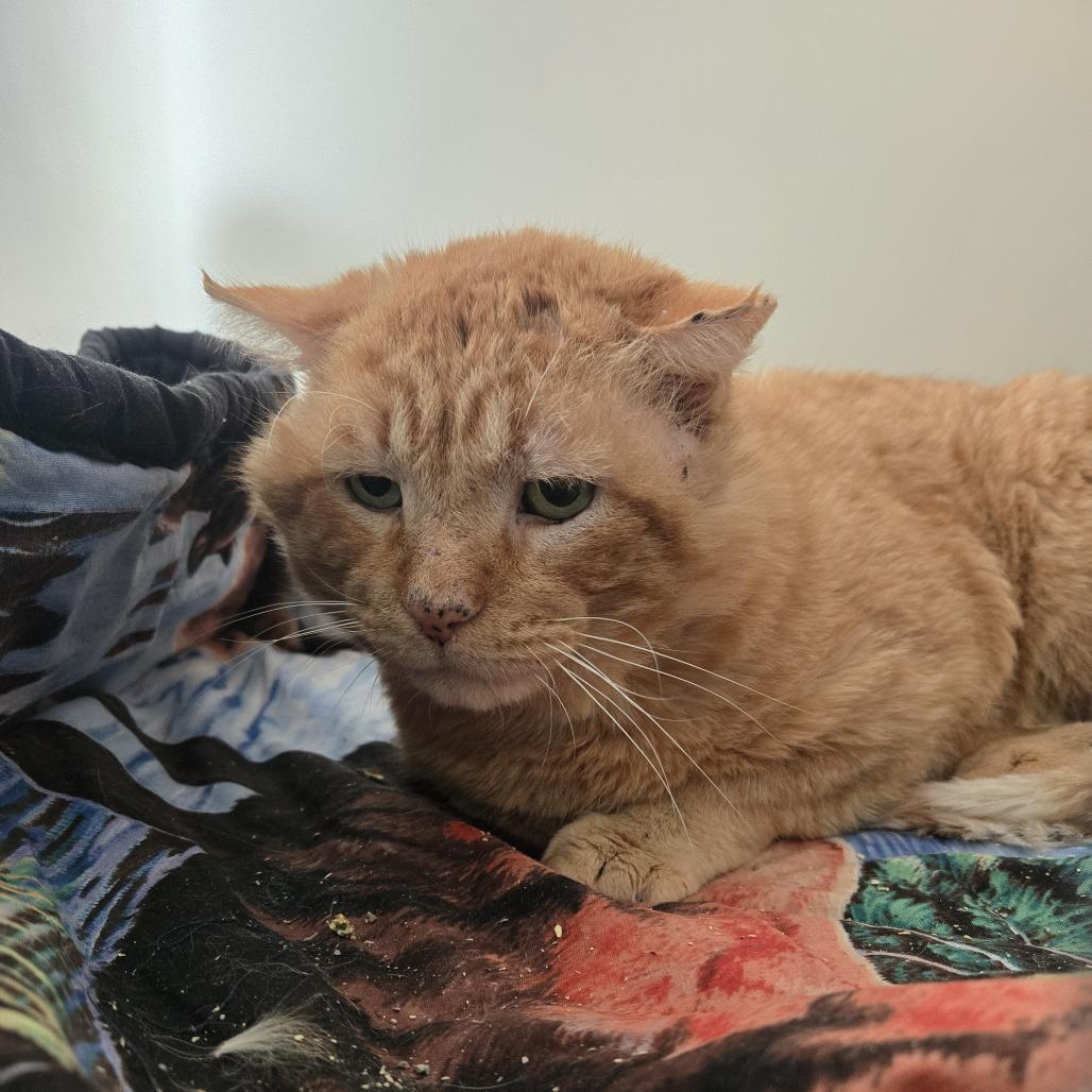 Enlarge Marvin 26-058, a Adoptable Domestic Short Hair in Tawas City, MI image 1/1