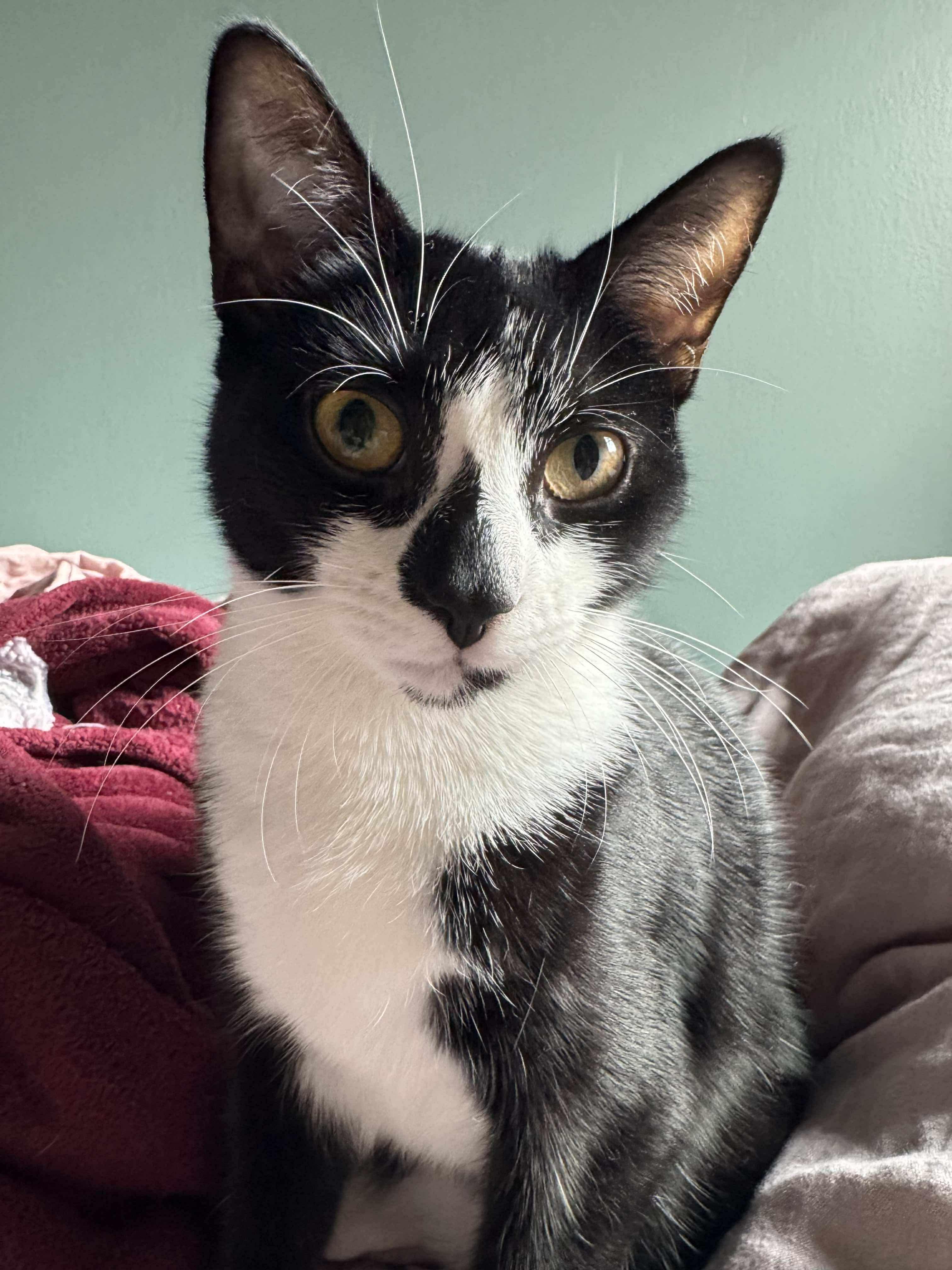 Enlarge Wyle - affectionate water baby!, a Adoptable Domestic Short Hair in New York, NY image 1/6