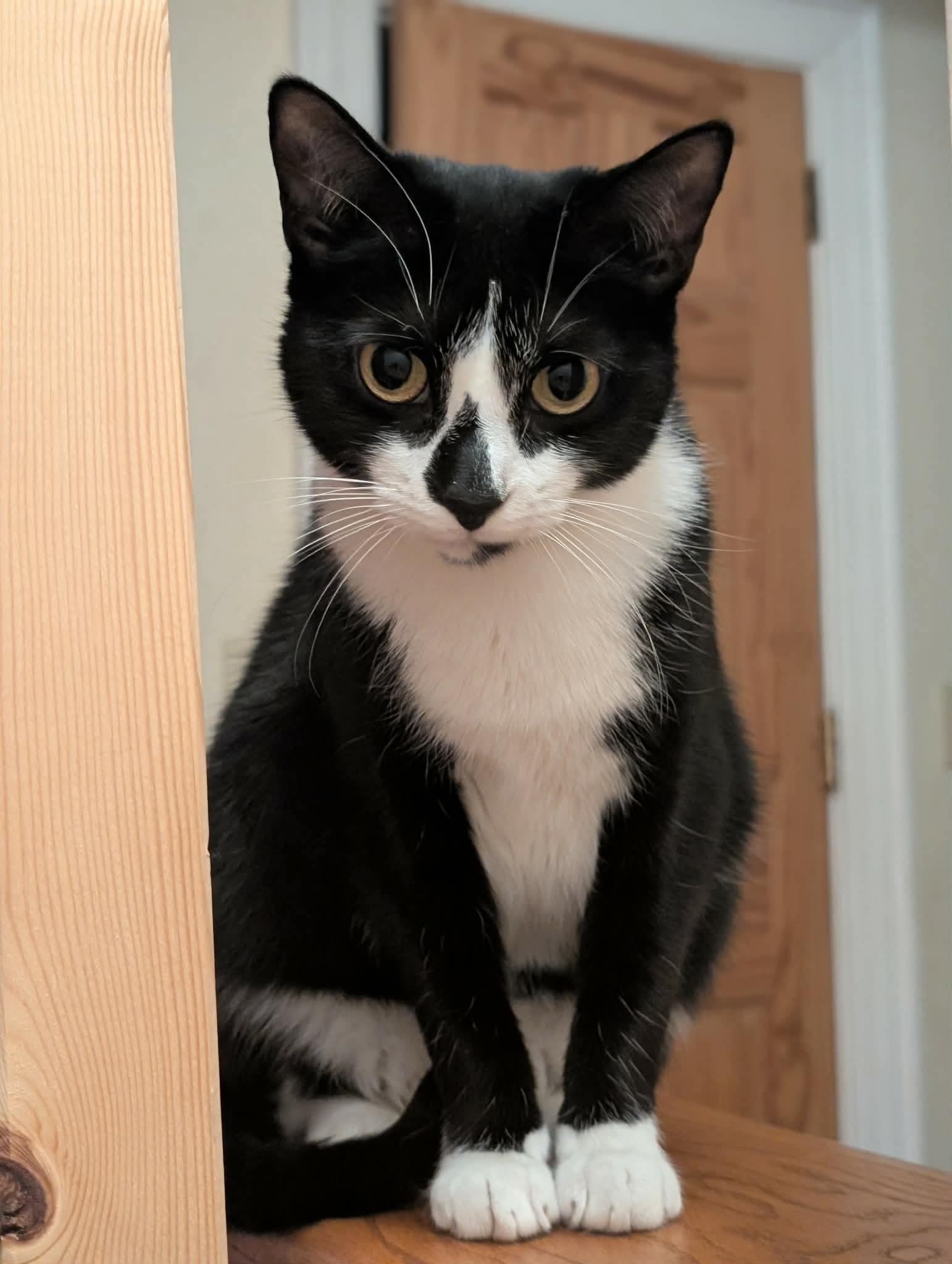 Enlarge Wyle - affectionate water baby!, a Adoptable Domestic Short Hair in New York, NY image 5/6