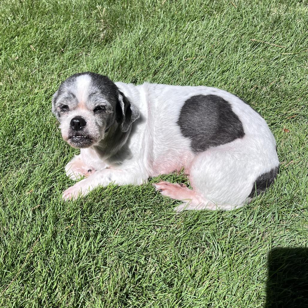 Zanie, Adoptable, Senior Female Shih Tzu & Mixed Breed.