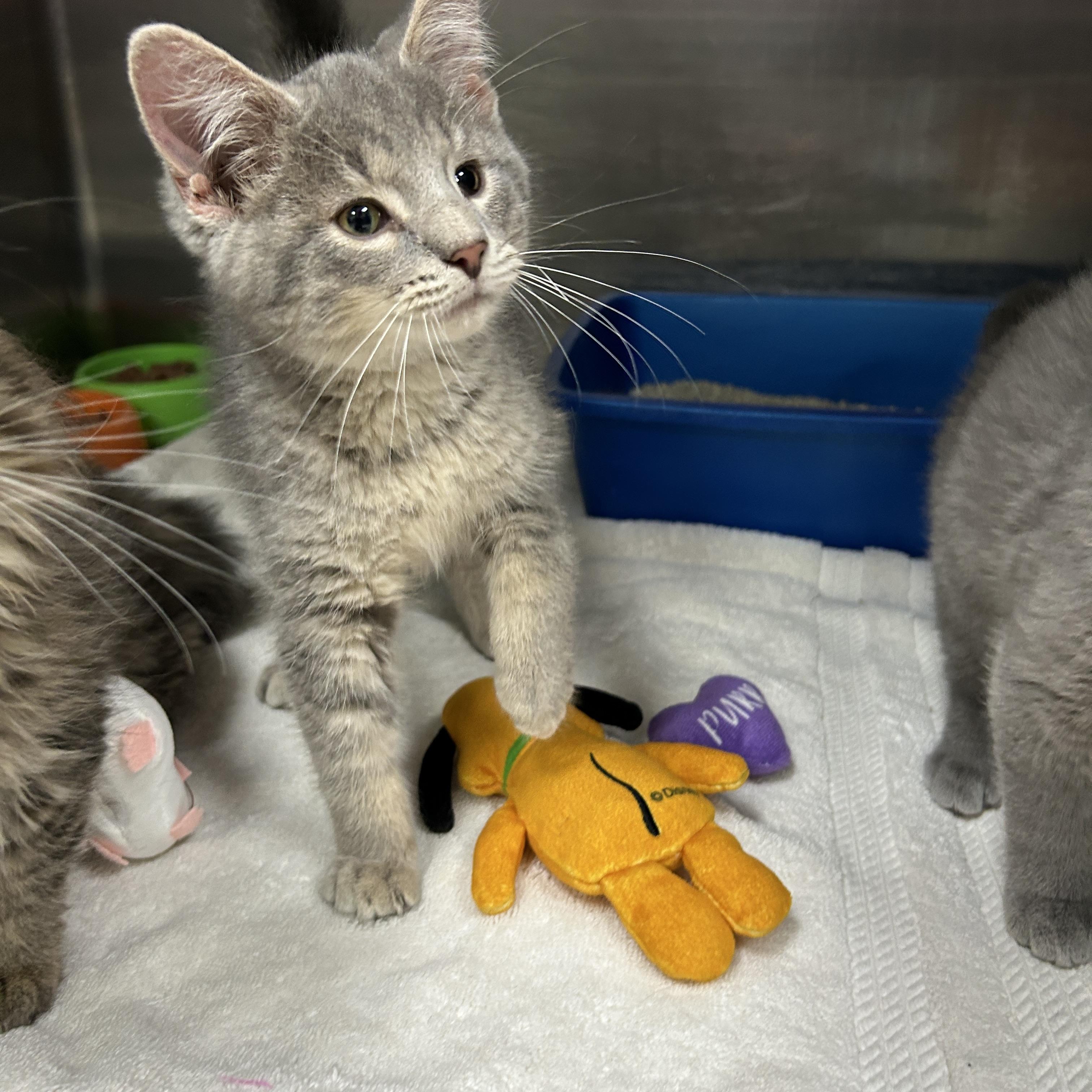 Martians 2 of 3, adopted, Kitten Male Domestic Short Hair.
