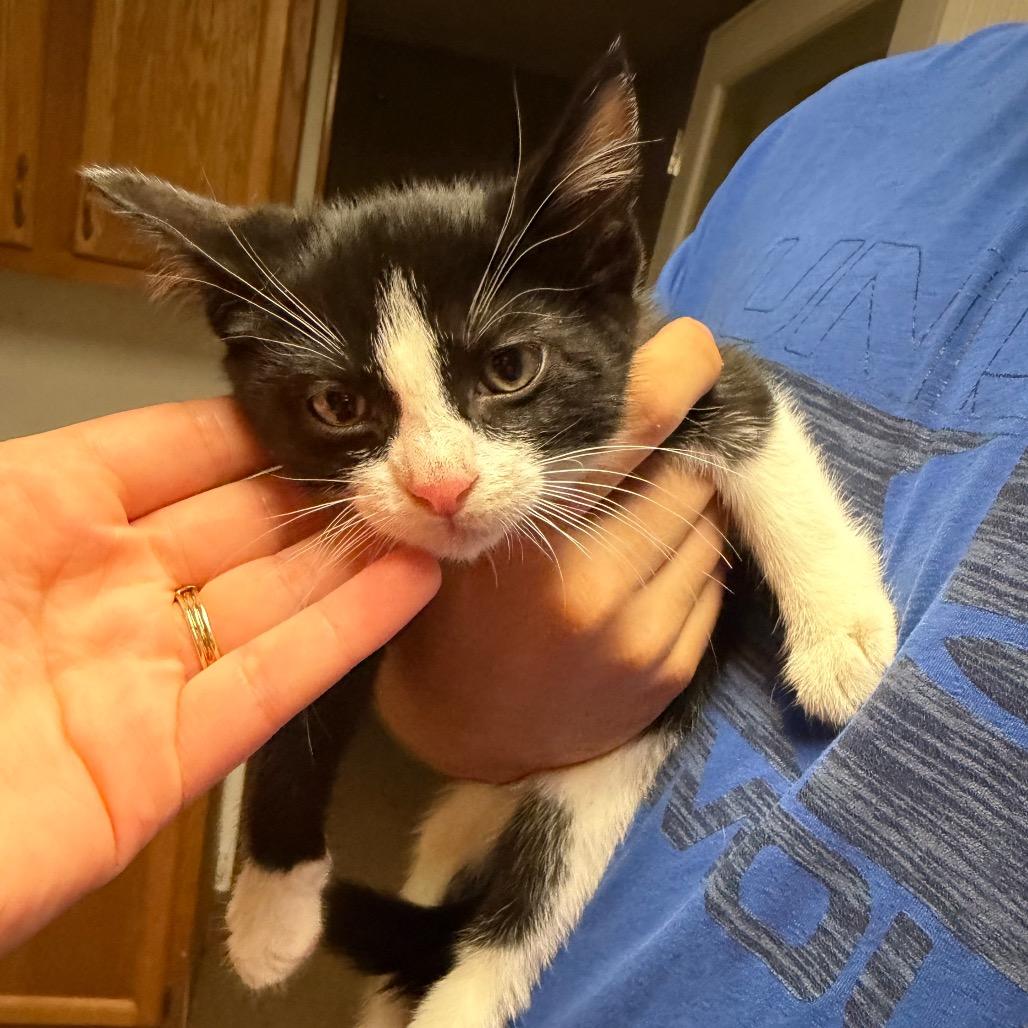 Frank, an adopted Domestic Short Hair in Muncie, IN image 2/3