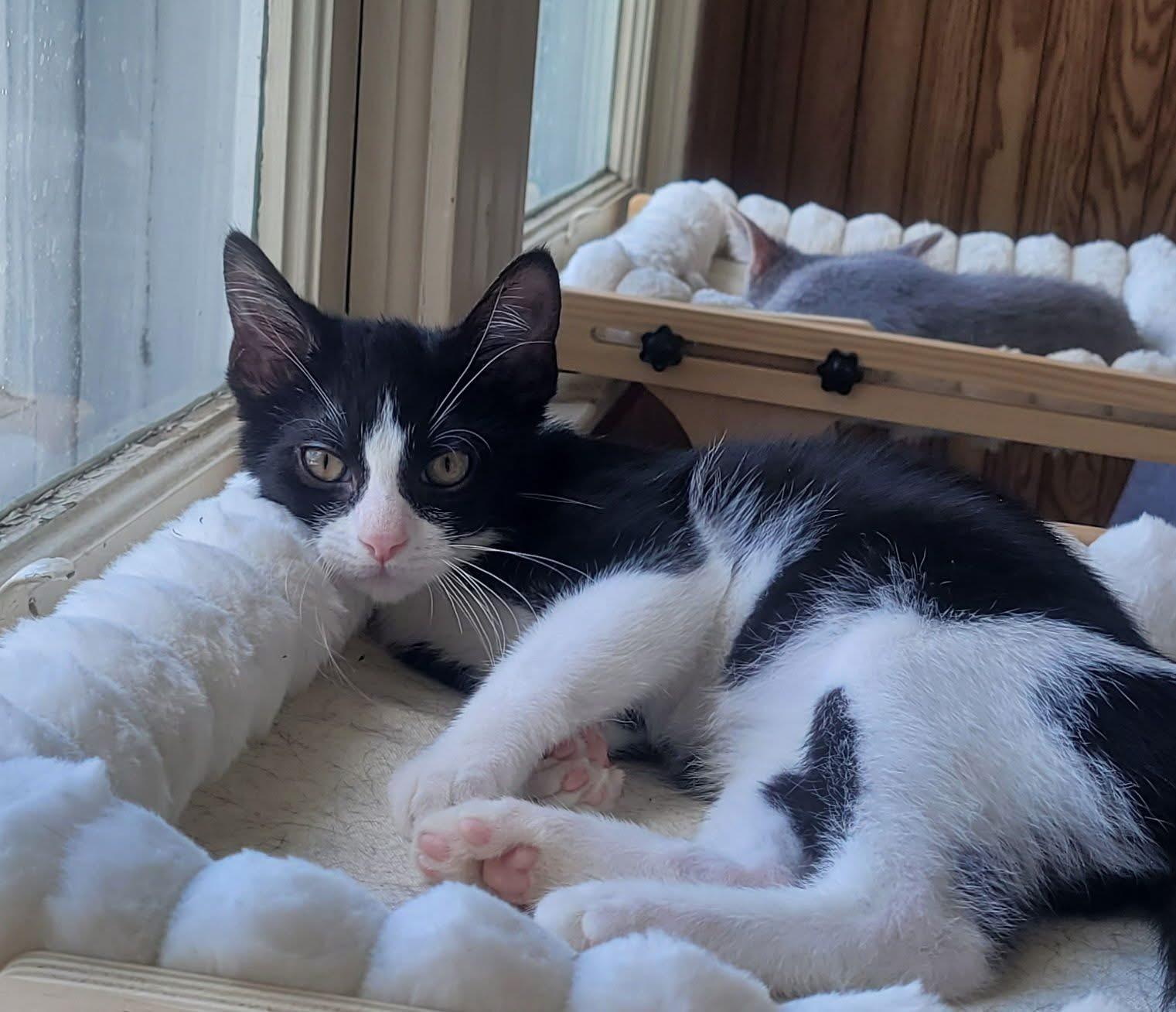 Frank, adopted, Kitten Male Domestic Short Hair.