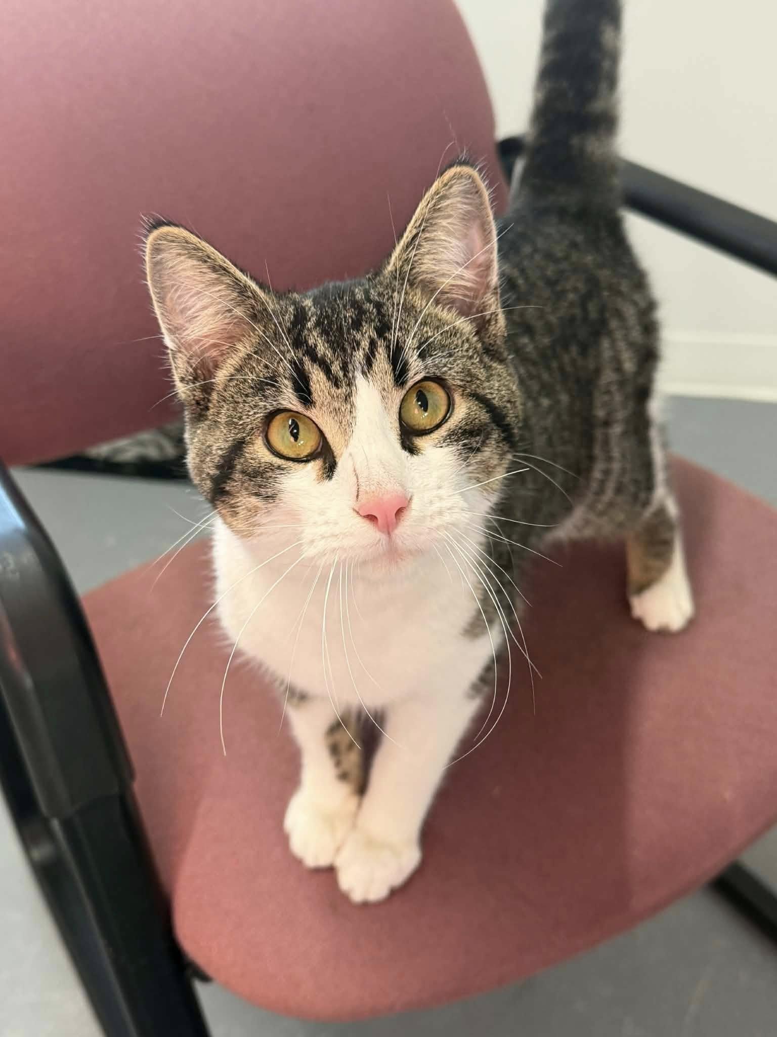 Enlarge Winston, an adopted Domestic Short Hair in Shelby, MI image 1/1