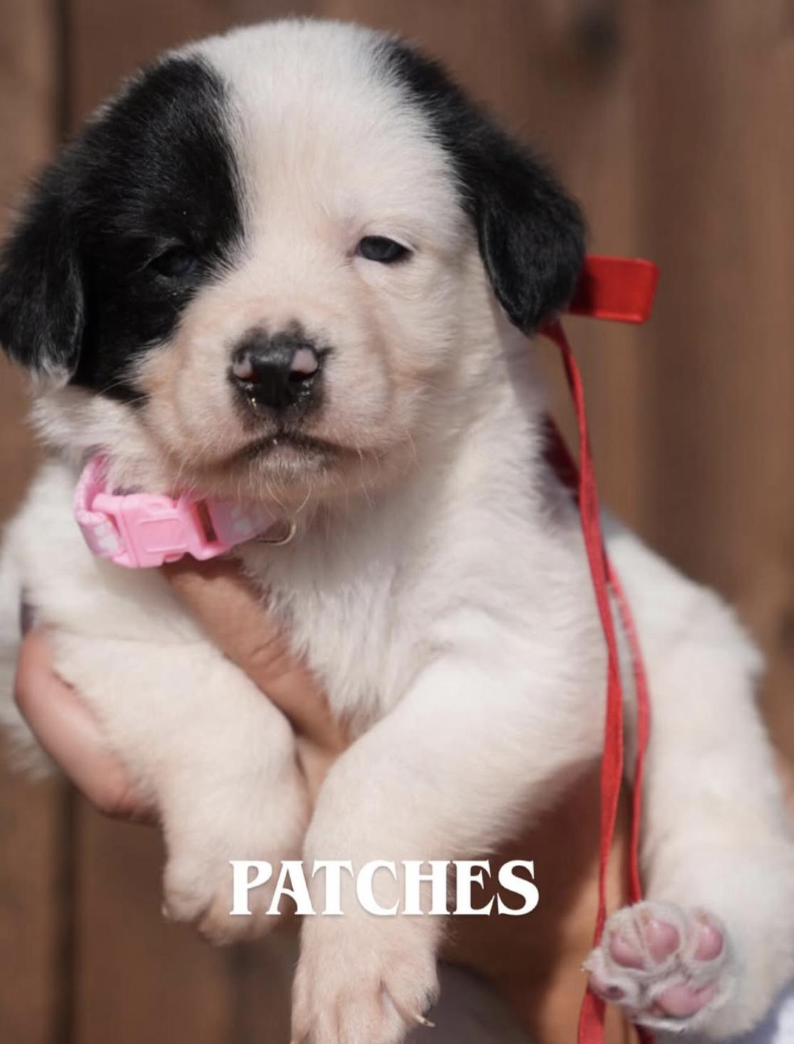 Great Pyrenees/Mix  Litter, ADOPTABLE, Puppy Female Great Pyrenees.