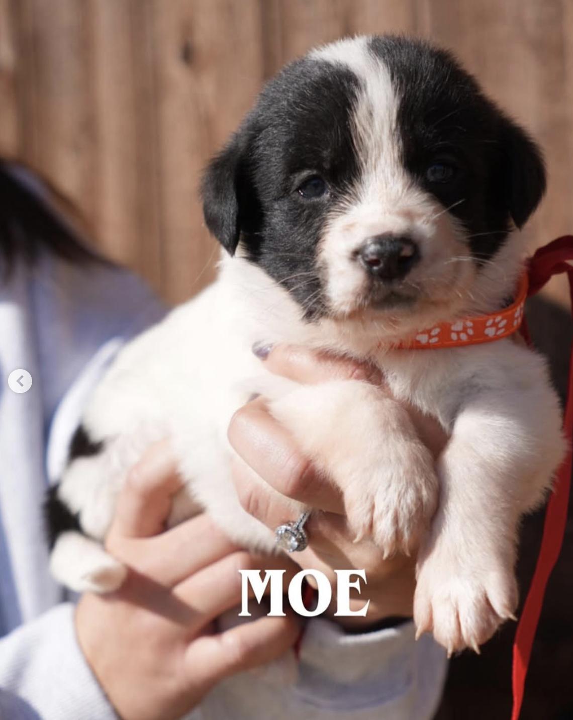 Enlarge Great Pyrenees/Mix  Litter, a ADOPTABLE mixed breed in Appleton, WI image 2/5