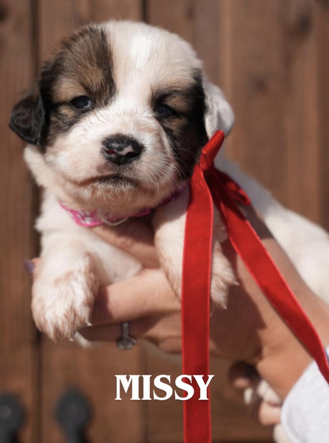 Great Pyrenees/Mix  Litter, ADOPTABLE, Puppy Female Great Pyrenees.