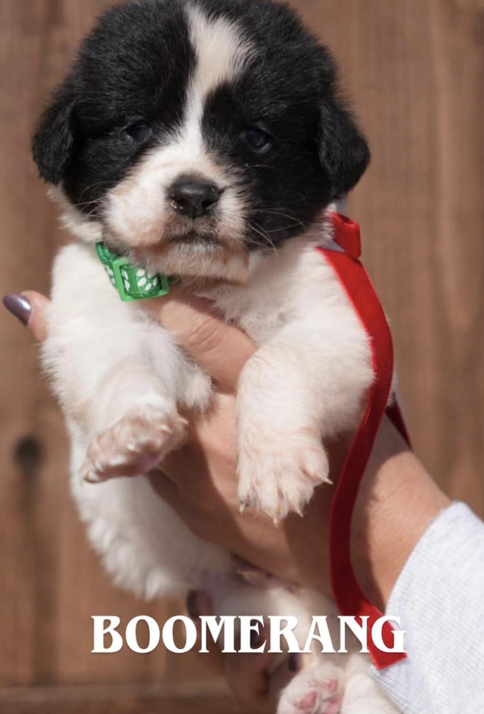 Enlarge Great Pyrenees/Mix  Litter, a ADOPTABLE mixed breed in Appleton, WI image 4/5
