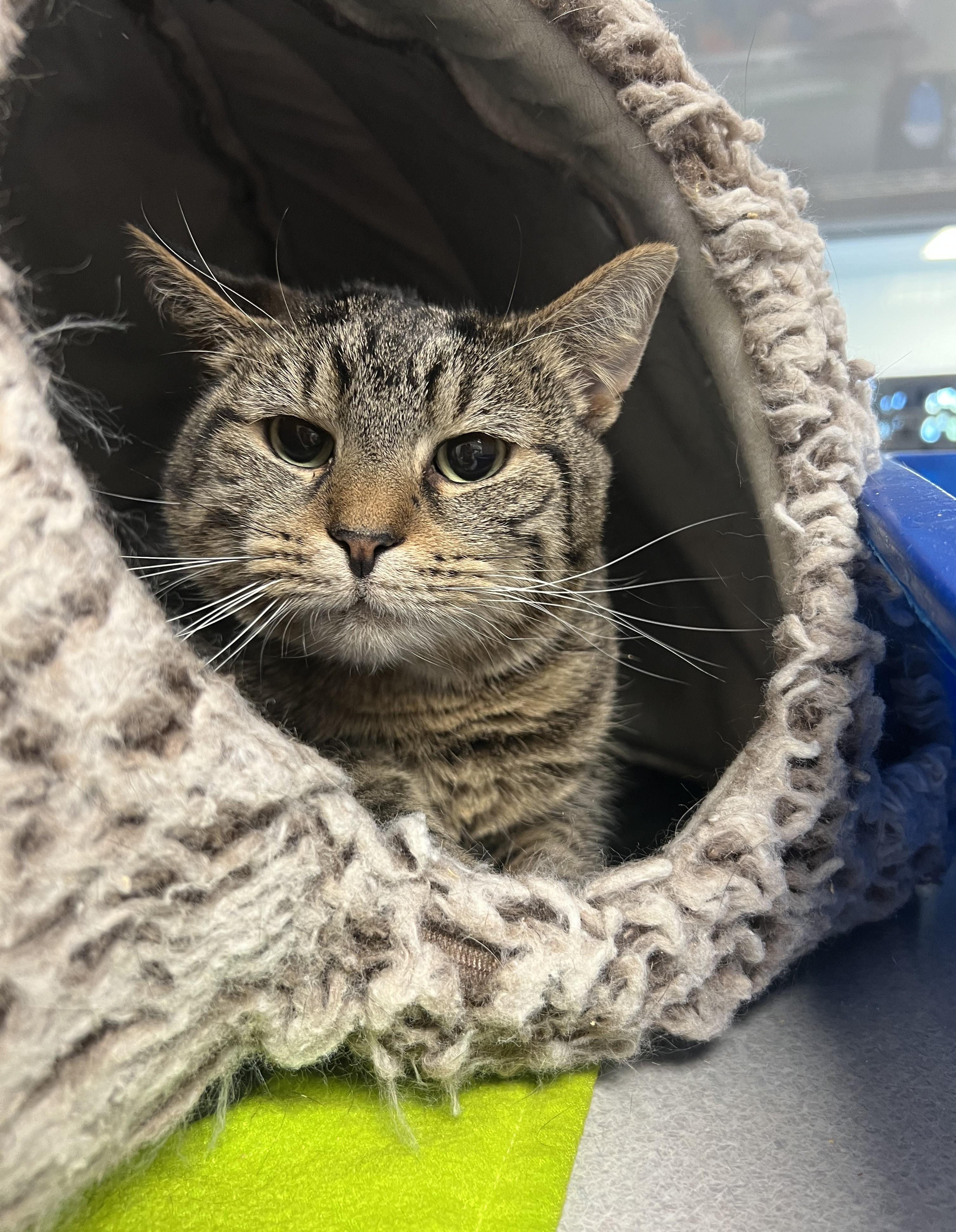 Whitney, a Adoptable Domestic Short Hair in Cedar Rapids, IA image 2/4