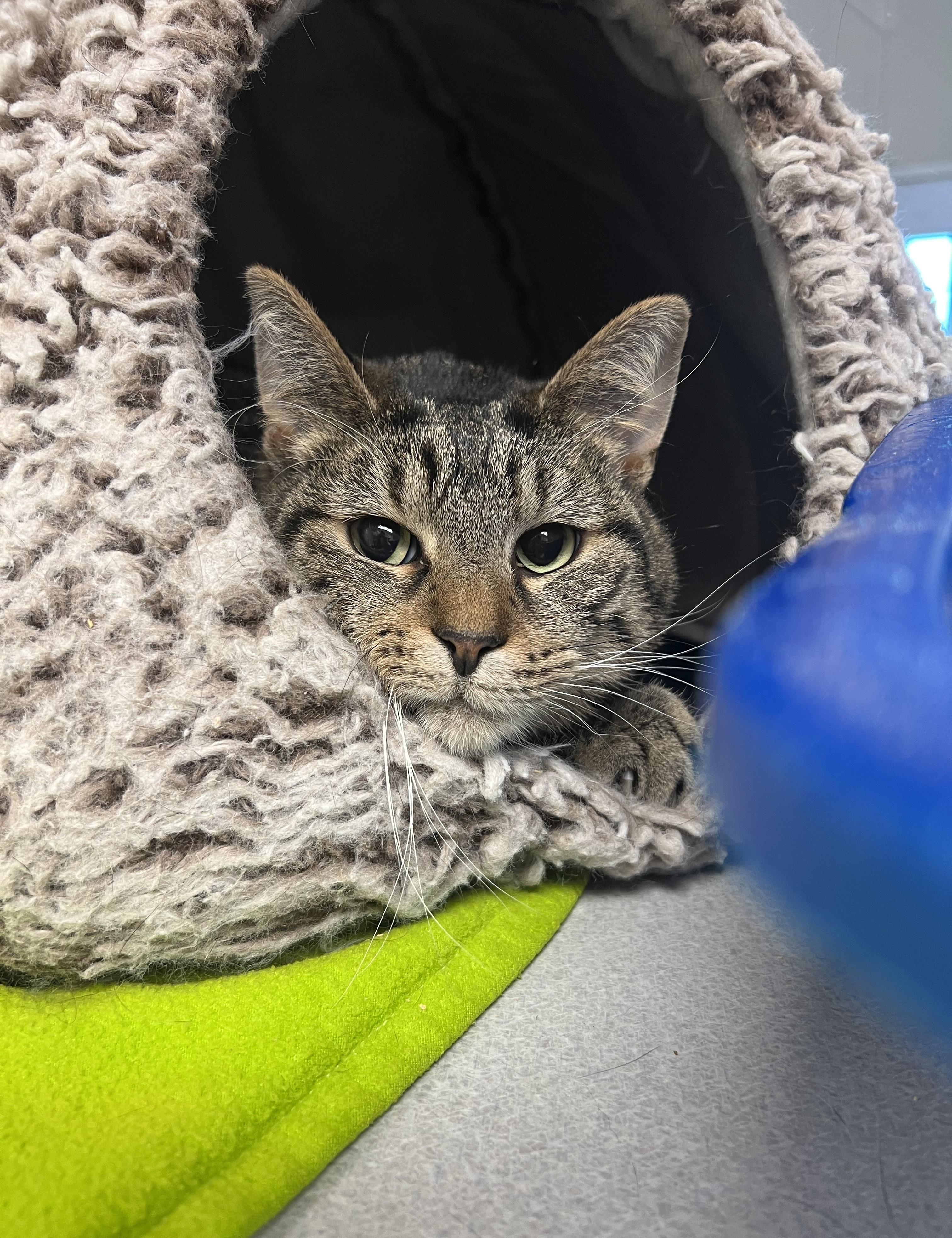 Whitney, a Adoptable Domestic Short Hair in Cedar Rapids, IA image 3/4