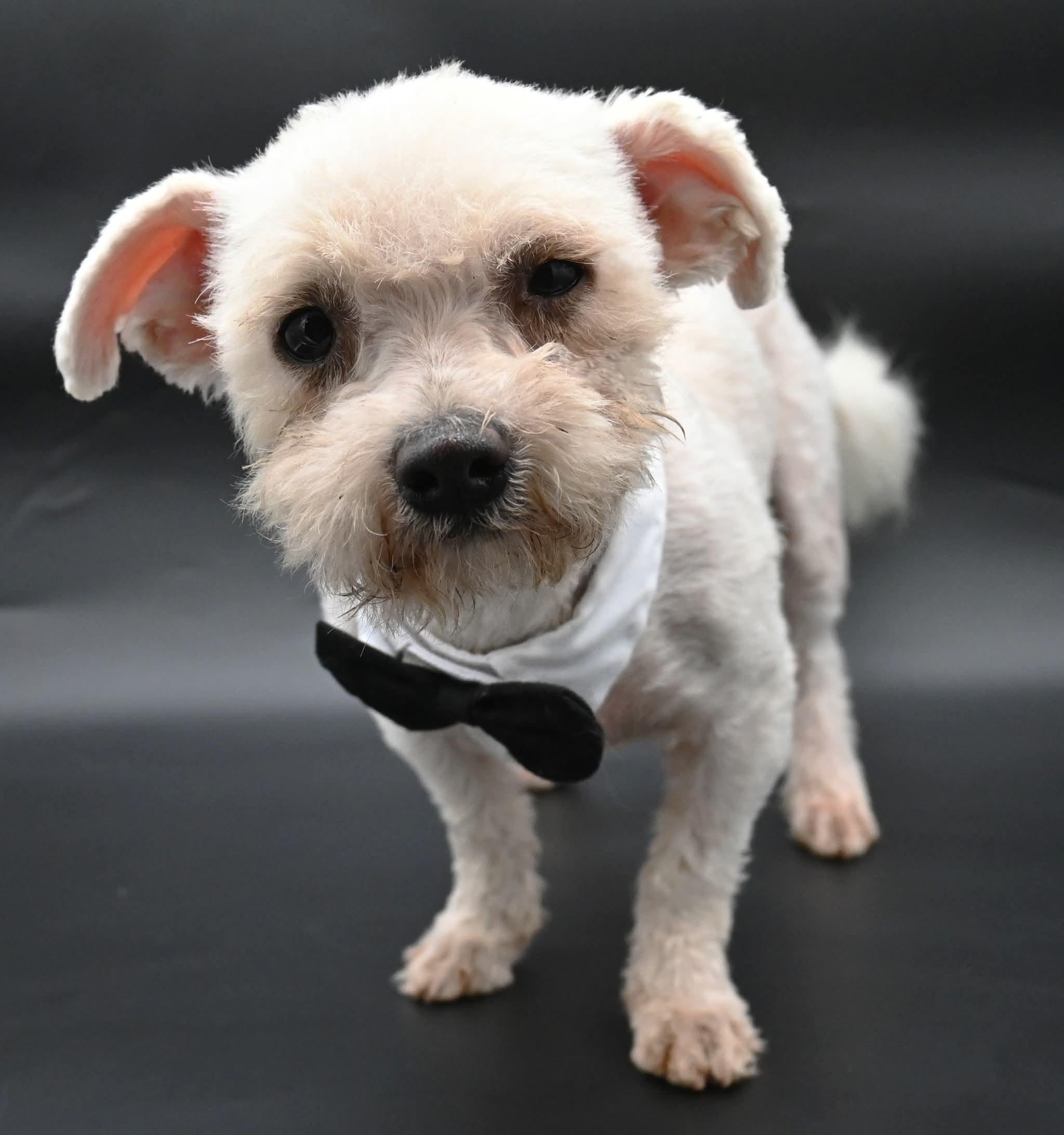 Lorax. (Super Affectionate), a ADOPTABLE mixed breed in Mt laurel Township, NJ image 4/6