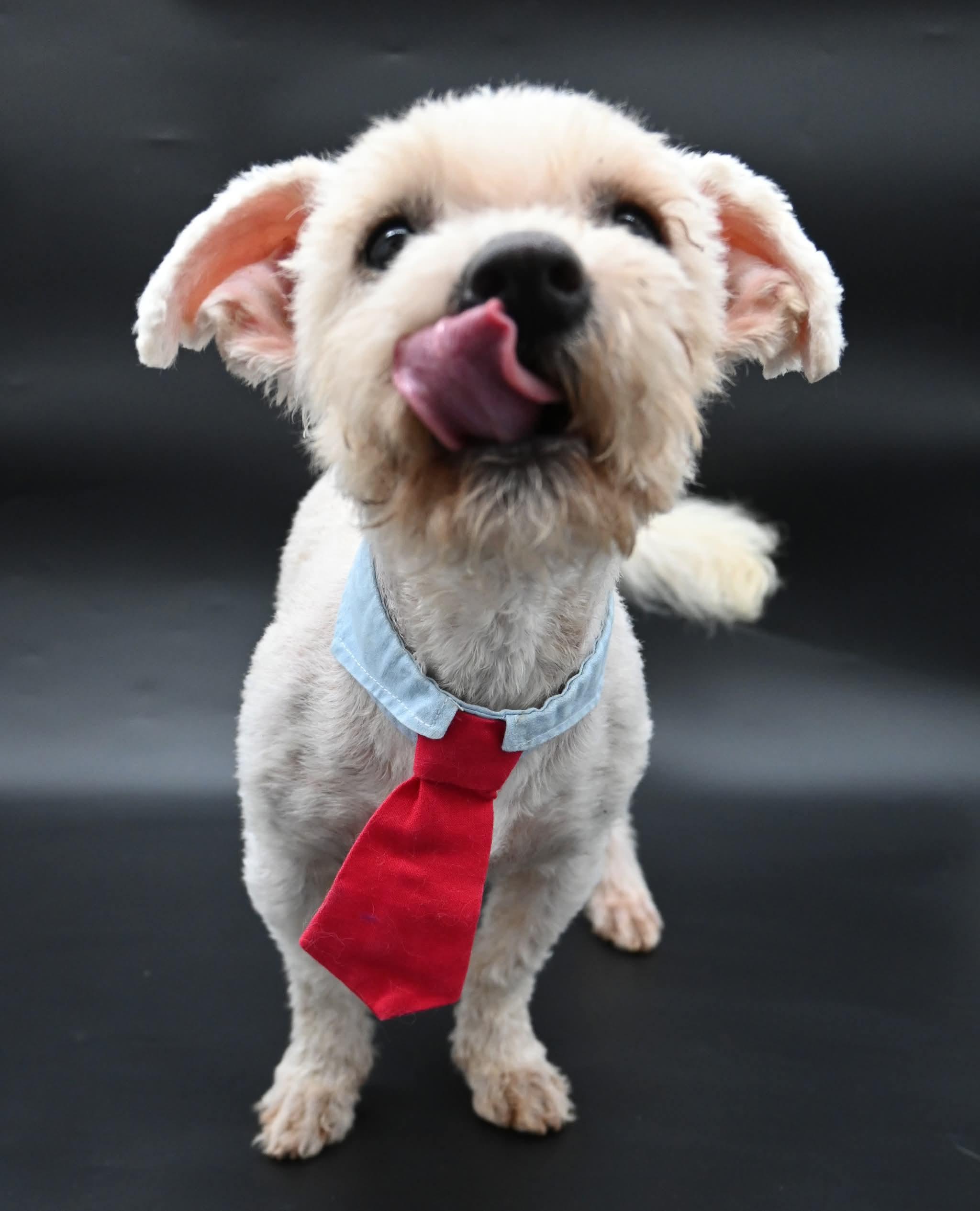 Lorax. (Super Affectionate), ADOPTABLE, Young Male Maltipoo & Terrier.