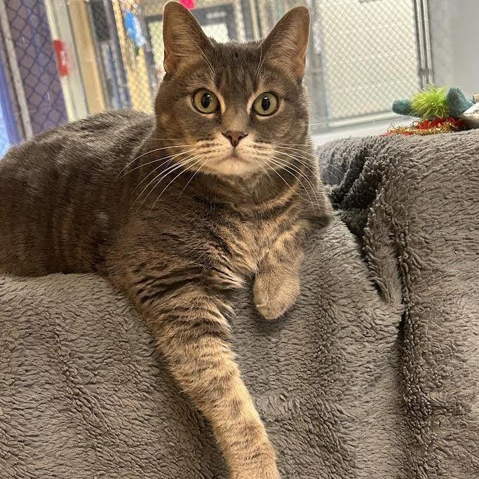 Abundance, Adoptable, Adult Female Domestic Short Hair.