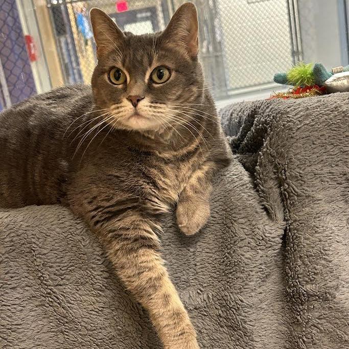 Abundance, Adoptable, Adult Female Domestic Short Hair.