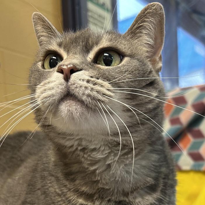 Enlarge Abundance, a Adoptable Domestic Short Hair in Charlottesville, VA image 3/6