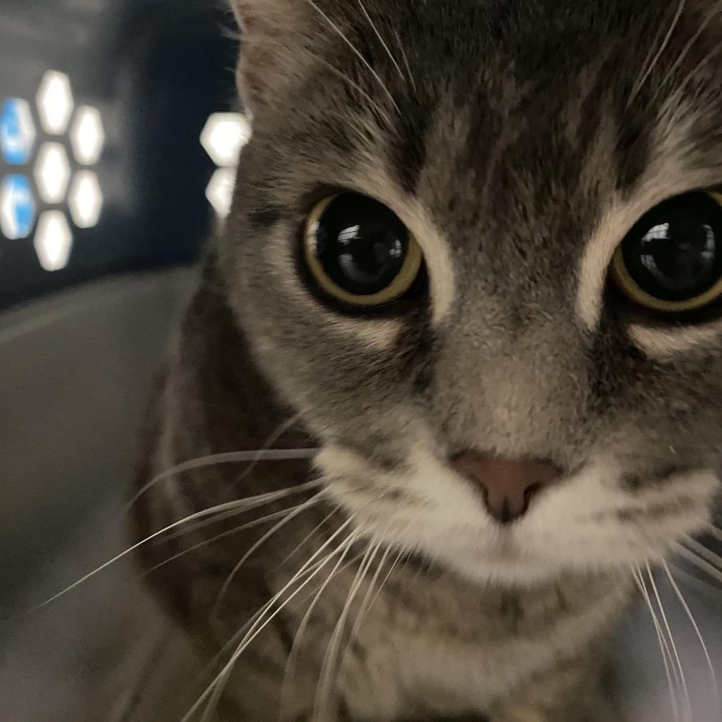 Abundance, Adoptable, Adult Female Domestic Short Hair.