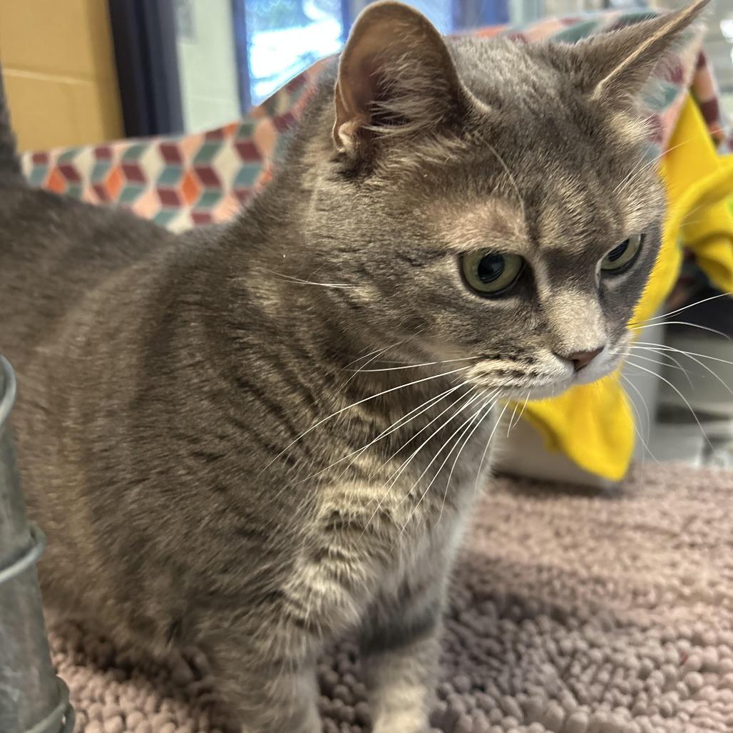 Enlarge Abundance, a Adoptable Domestic Short Hair in Charlottesville, VA image 4/6