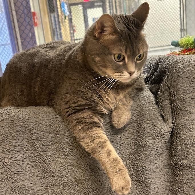 Enlarge Abundance, a Adoptable Domestic Short Hair in Charlottesville, VA image 5/6