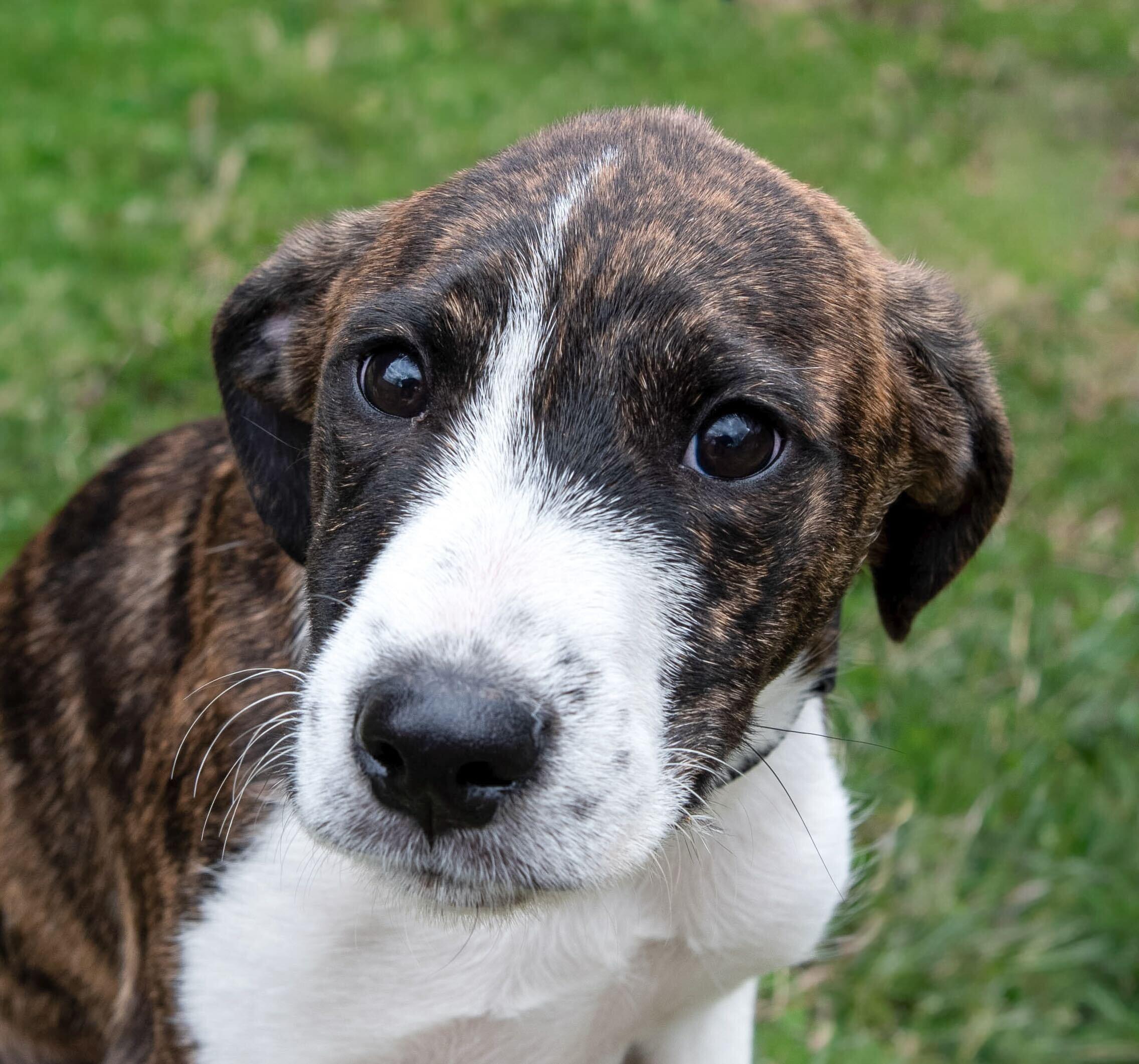 Enlarge Darrion, an adopted mixed breed in Haines City, FL image 1/3