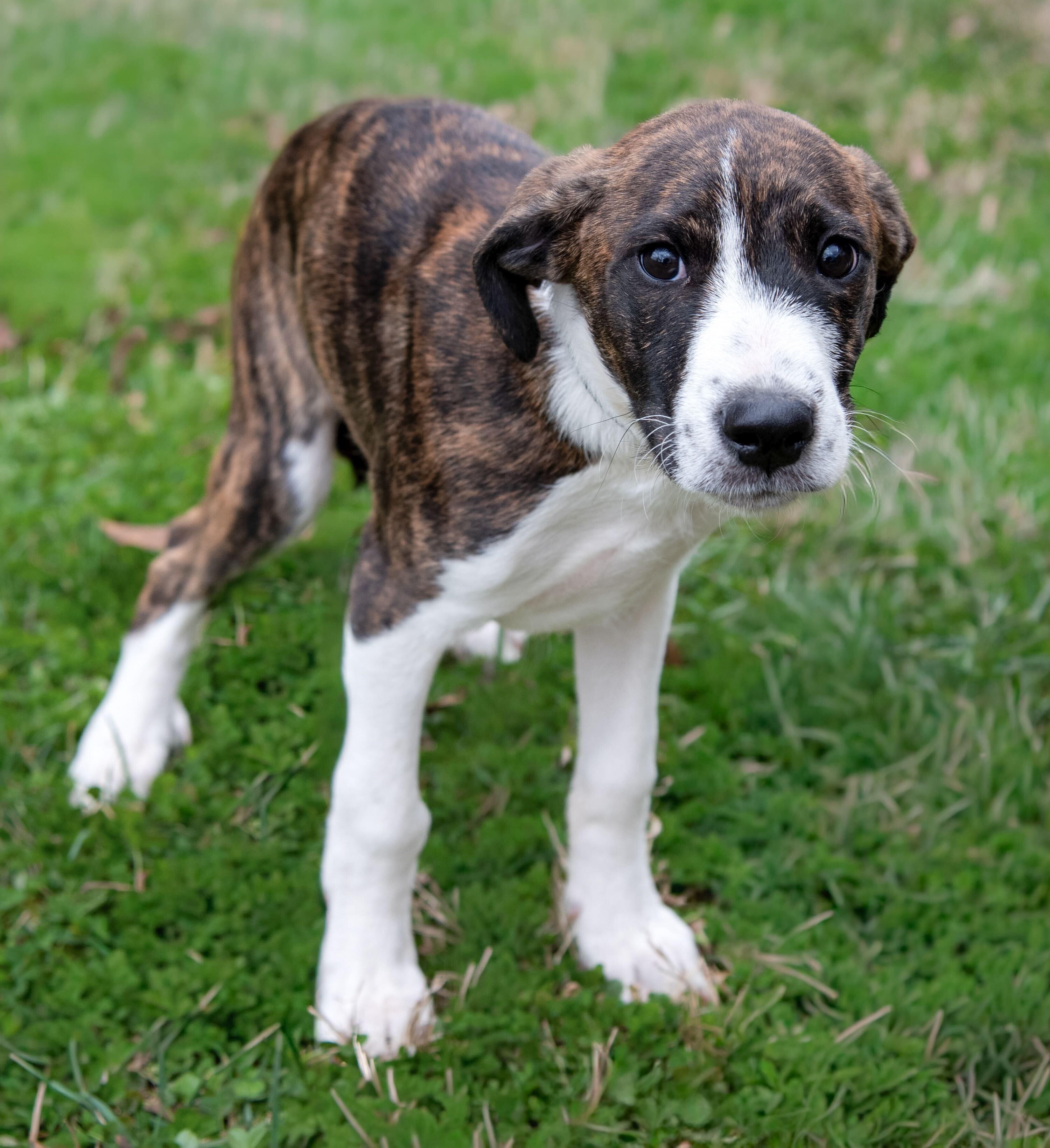 Enlarge Darrion, an adopted mixed breed in Haines City, FL image 2/3
