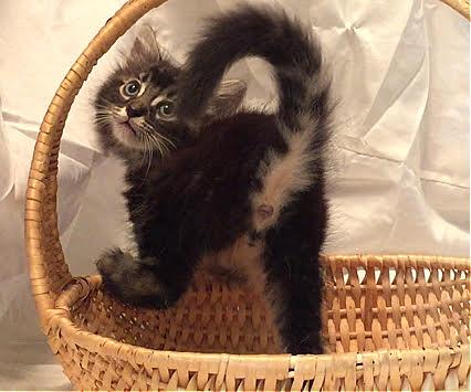 Tas - Adopt With My Best Playmate Bear!, Adoptable, Kitten Male Domestic Short Hair & Bengal.