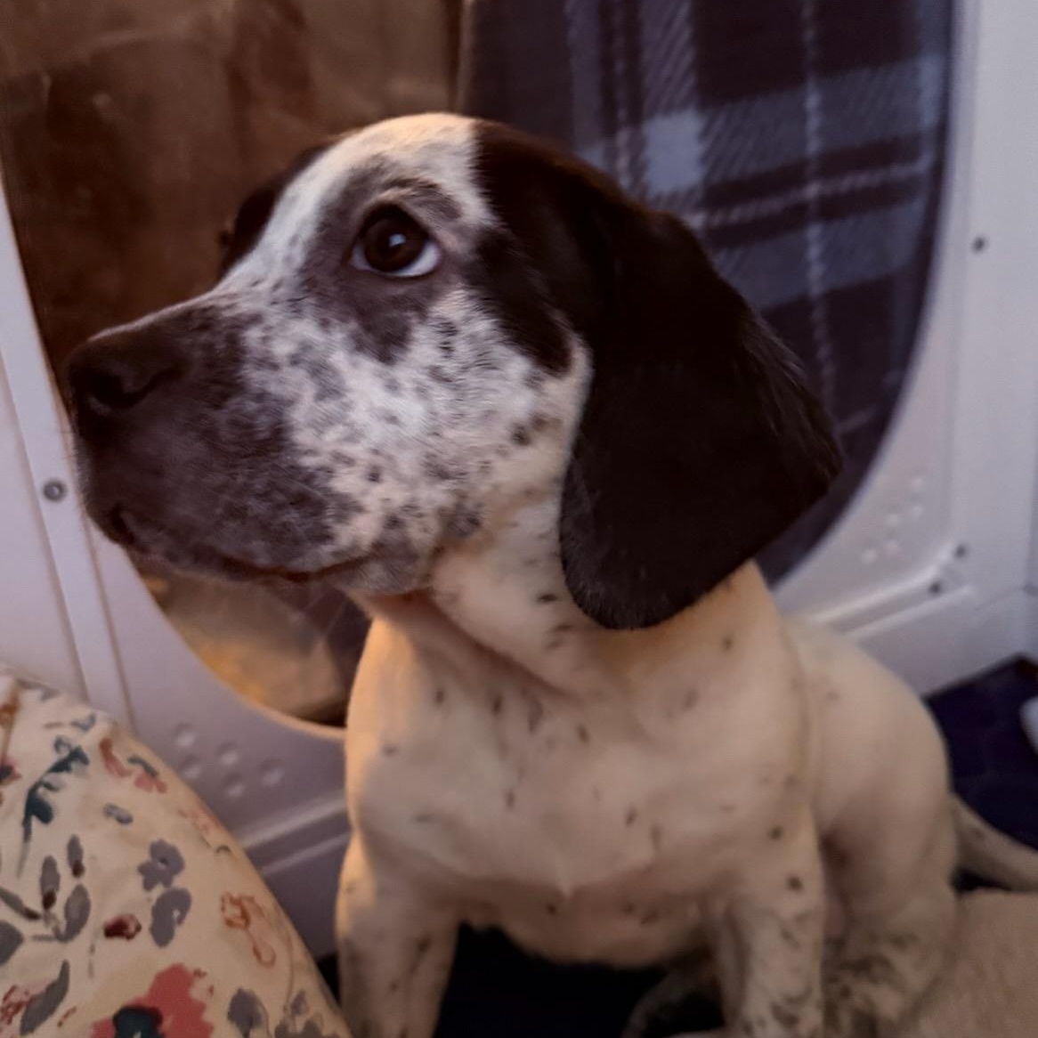 Bliss, a ADOPTABLE mixed breed in Joliet, IL image 2/2
