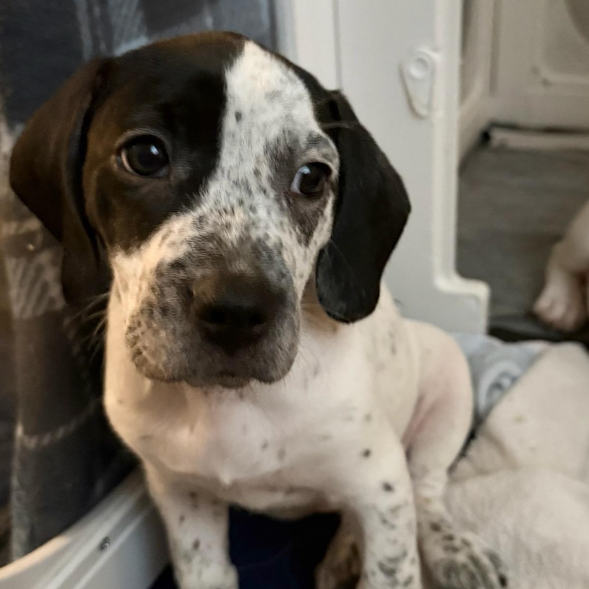 Bliss, a ADOPTABLE mixed breed in Joliet, IL image 1/2