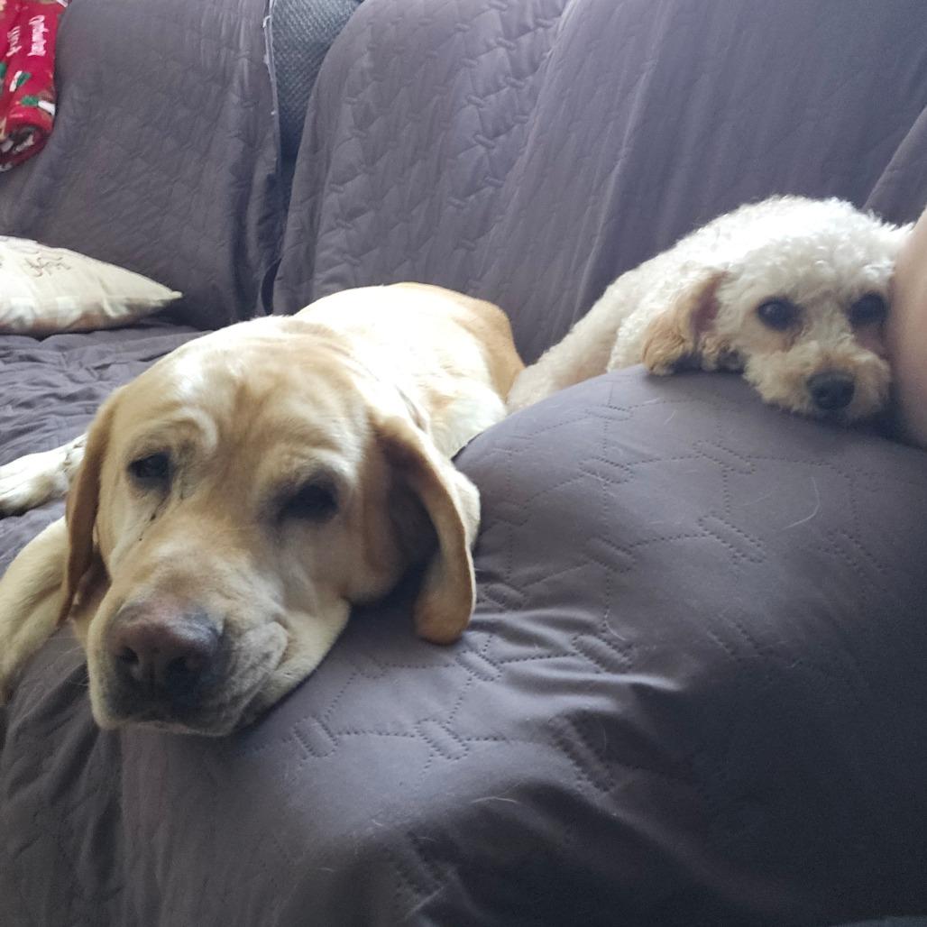 Sugarplum, Adoptable, Senior Female Miniature Poodle.