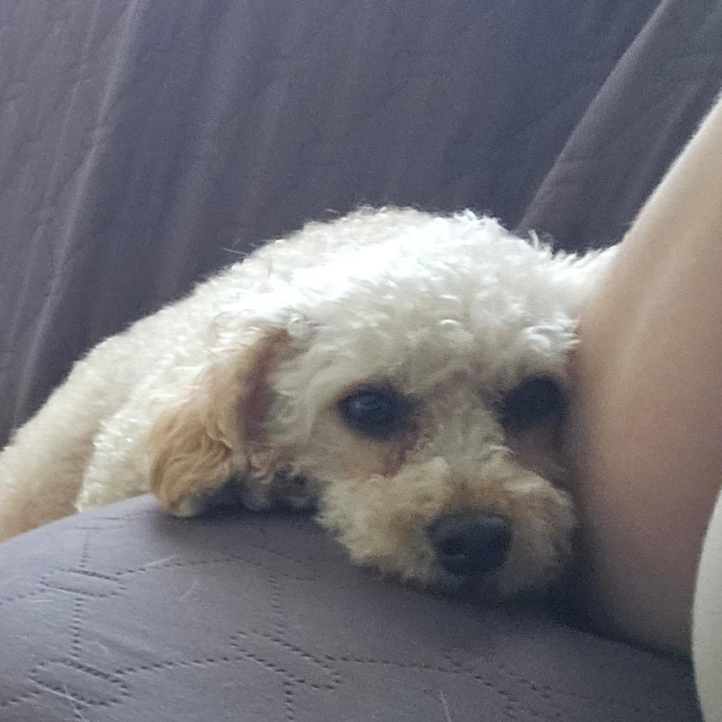 Enlarge Sugarplum, a Adoptable Miniature Poodle in Sinking Spring, PA image 2/6