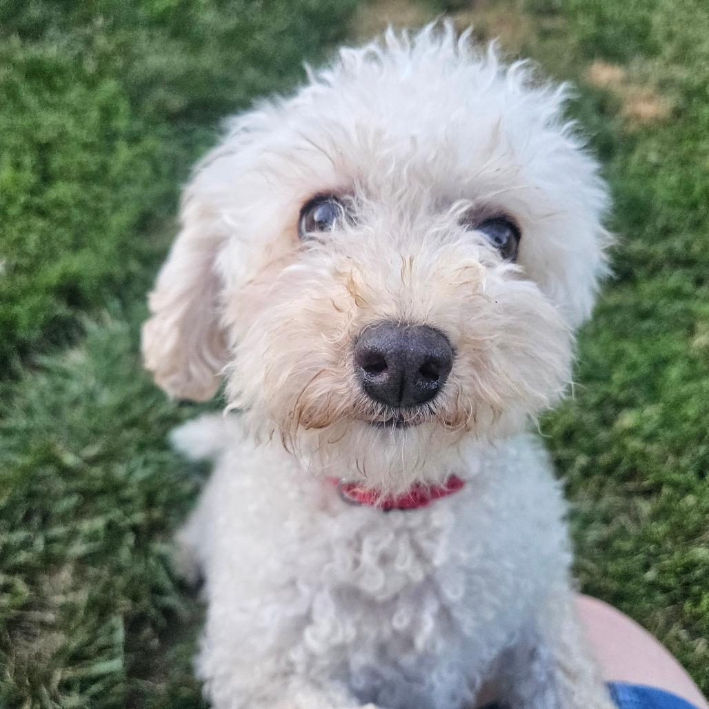 Sugarplum, a Adoptable Miniature Poodle in Sinking Spring, PA image 3/5