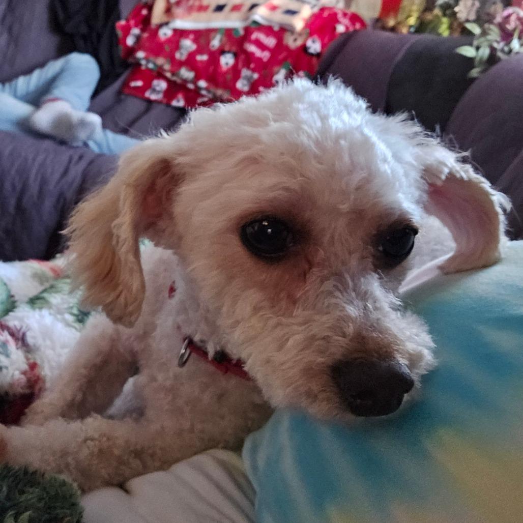 Enlarge Sugarplum, a Adoptable Miniature Poodle in Sinking Spring, PA image 3/6