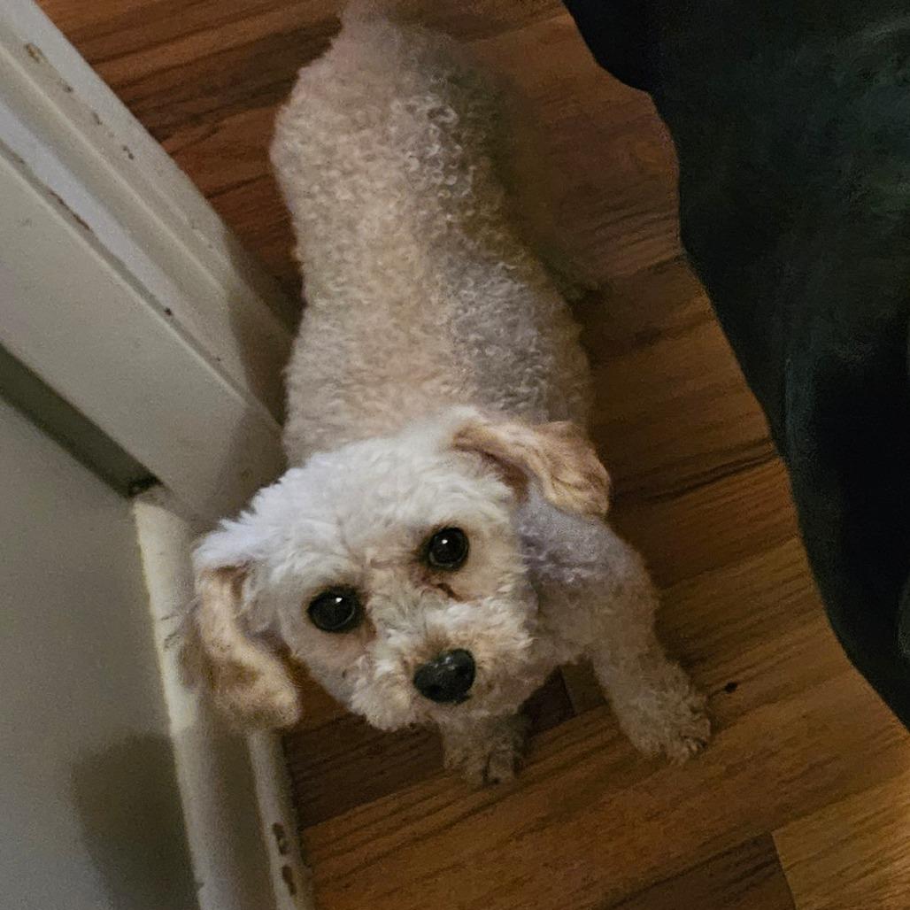 Enlarge Sugarplum, a Adoptable Miniature Poodle in Sinking Spring, PA image 4/6