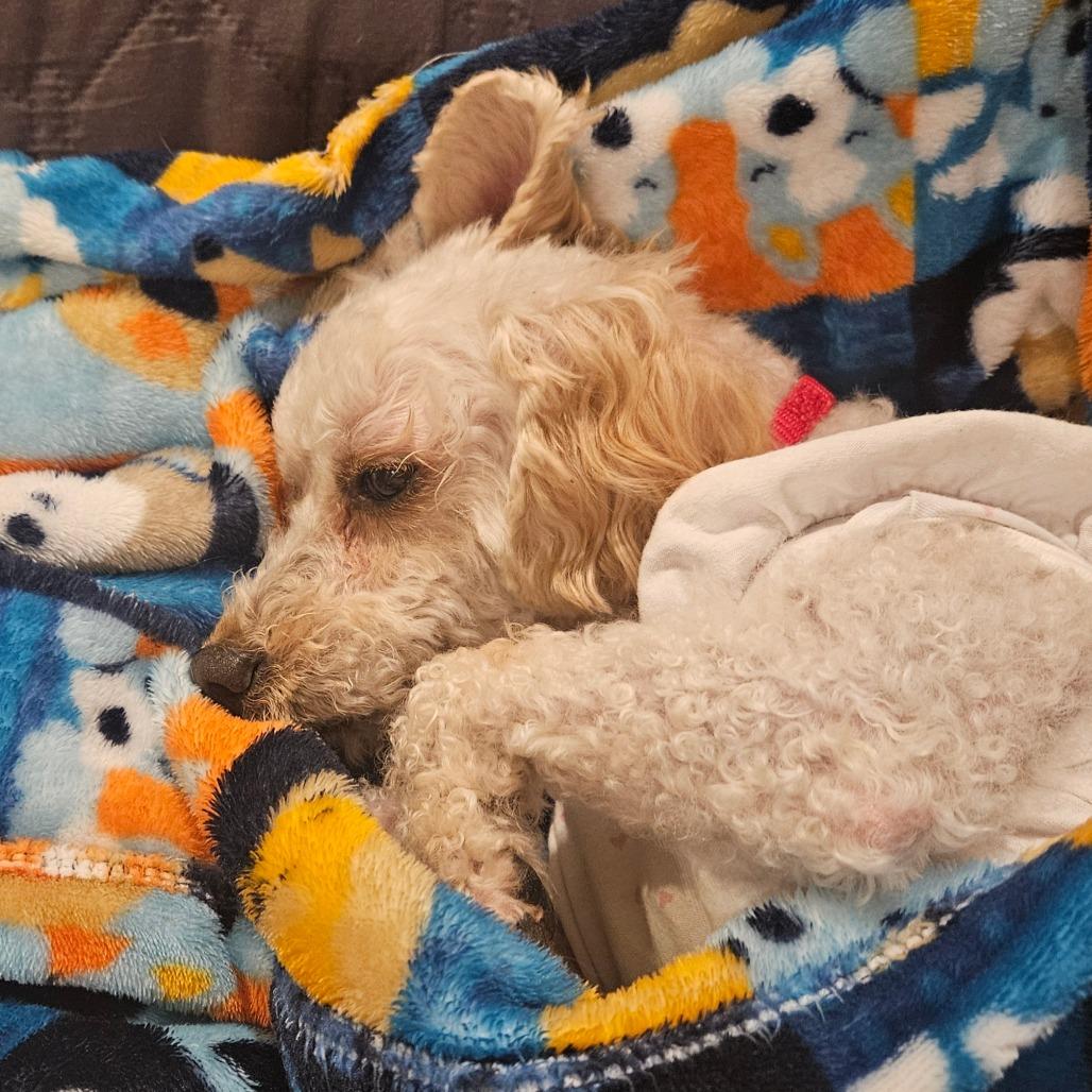 Enlarge Sugarplum, a Adoptable Miniature Poodle in Sinking Spring, PA image 5/6