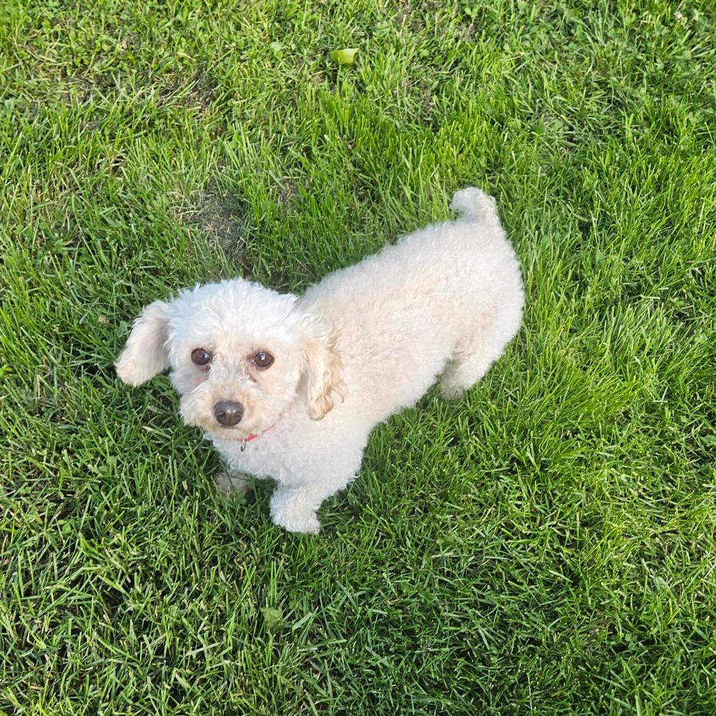 Enlarge Sugarplum, a Adoptable Miniature Poodle in Sinking Spring, PA image 6/6