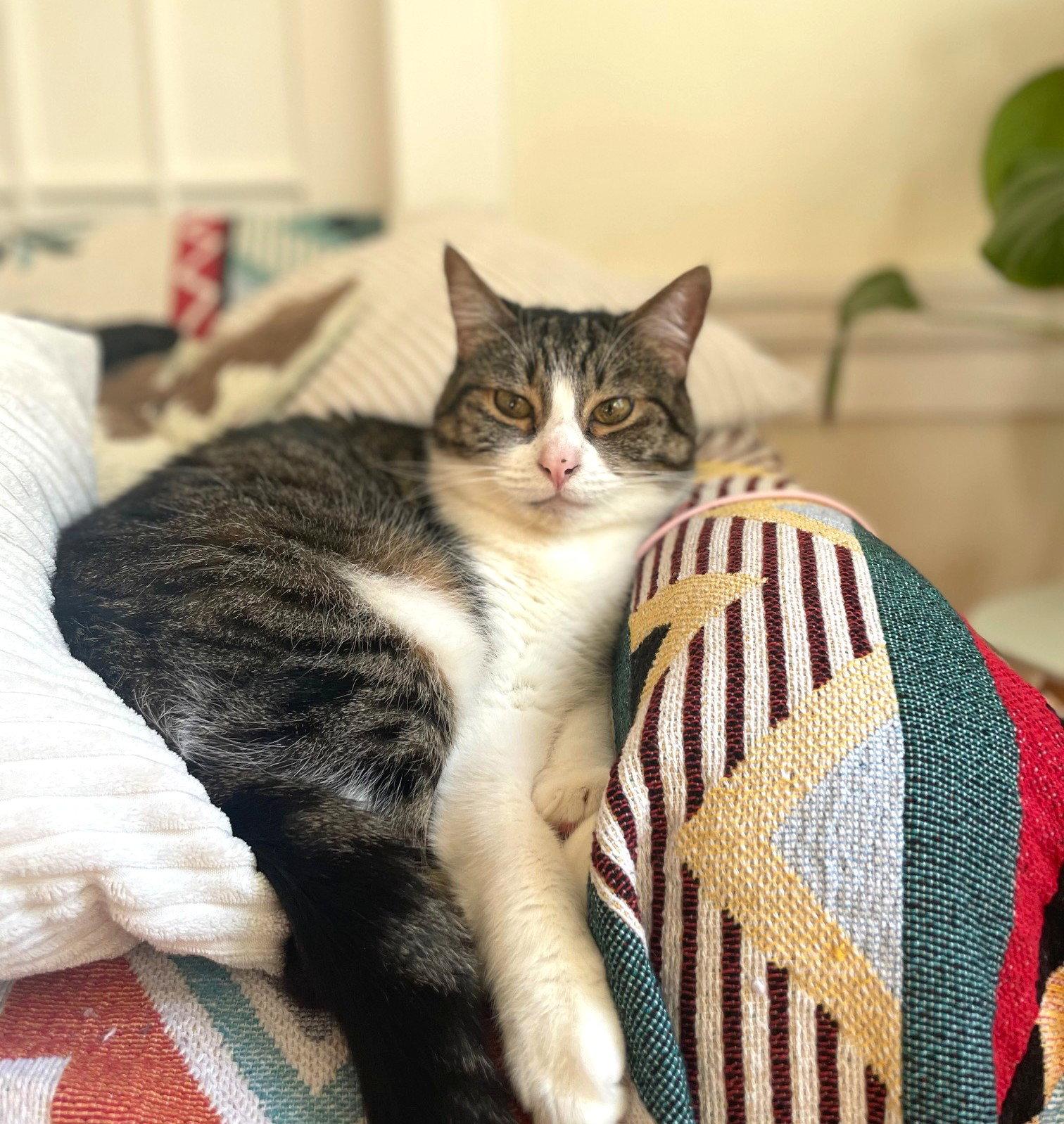 Koala, Adoptable, Senior Female Tabby & Domestic Short Hair.