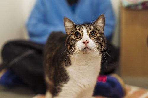 Enlarge Koala, a Adoptable mixed breed in Oakland, CA image 2/3