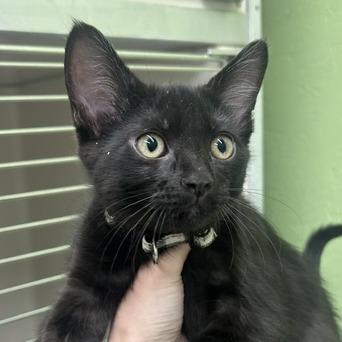 Turmeric, Adoptable, Kitten Female Domestic Short Hair.