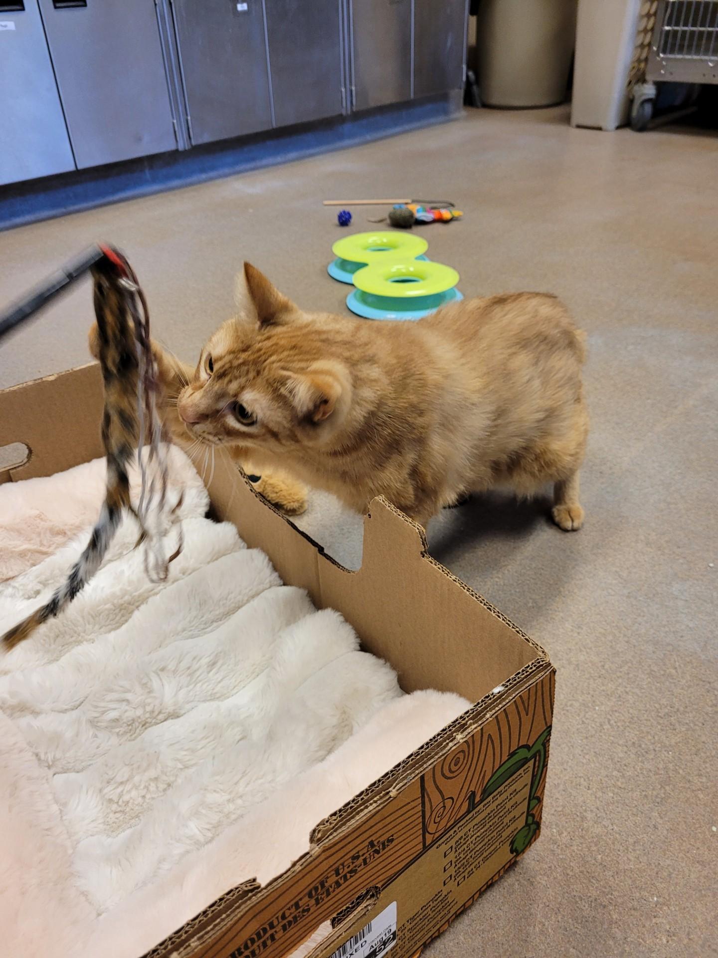 Enlarge Blinken, a Adoptable Domestic Short Hair in Winchester, VA image 1/4