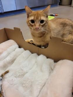 Enlarge Blinken, a Adoptable Domestic Short Hair in Winchester, VA image 2/4