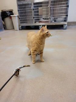 Enlarge Blinken, a Adoptable Domestic Short Hair in Winchester, VA image 3/4