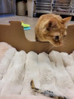 Enlarge Blinken, a Adoptable Domestic Short Hair in Winchester, VA image 4/4