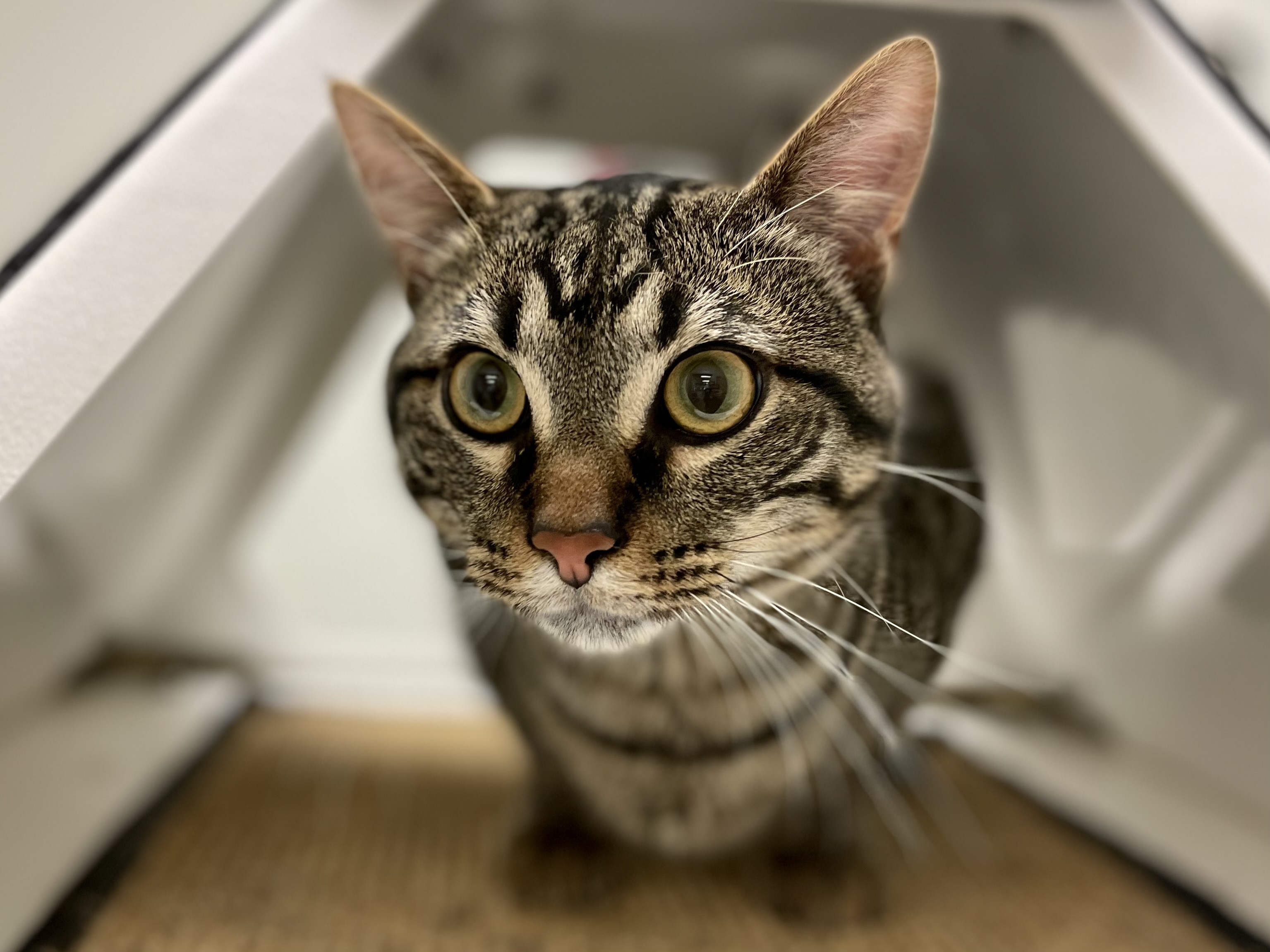 Davey* A196417, adoptable, Adult Male Domestic Short Hair.