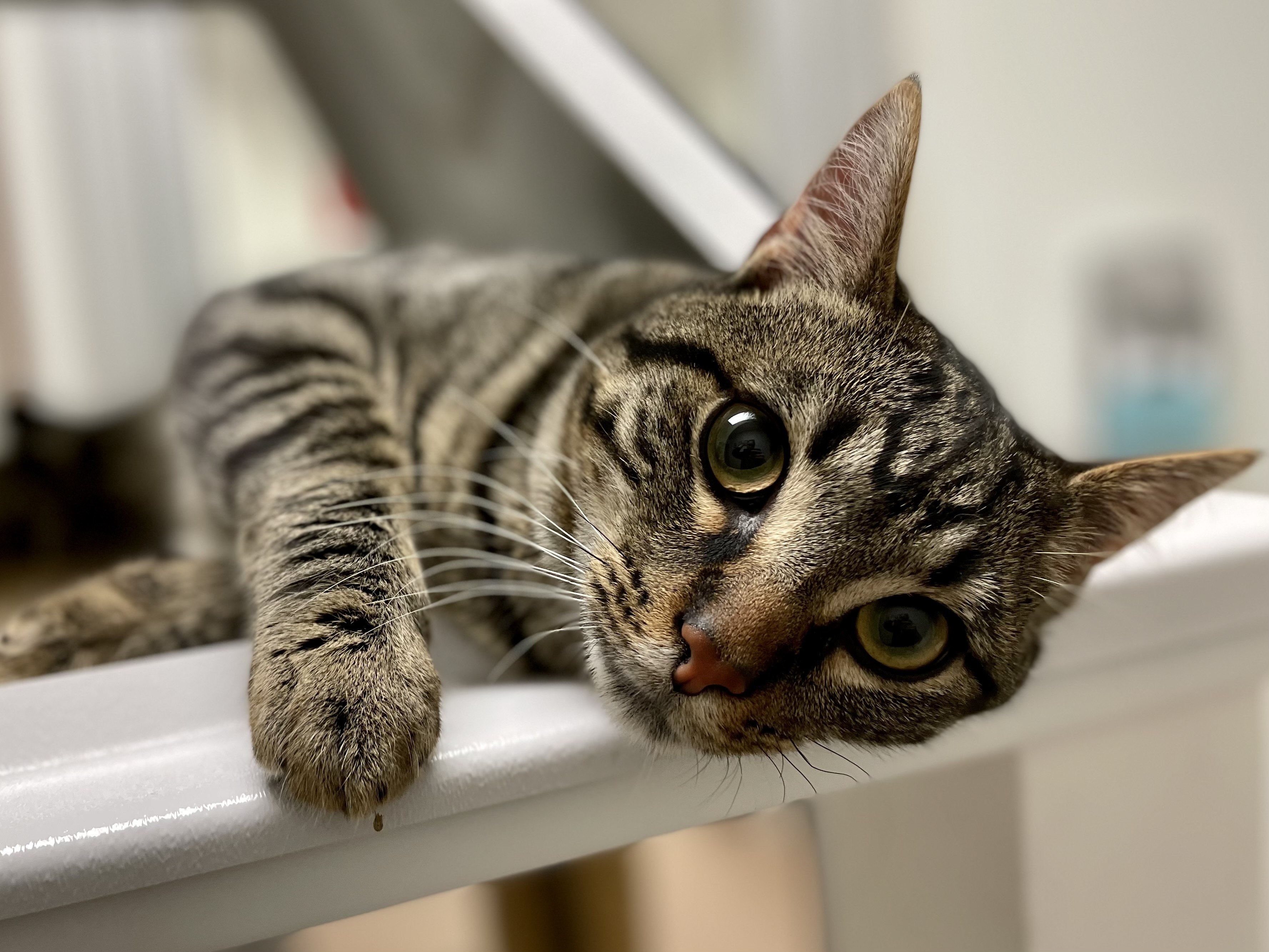 Enlarge Davey* A196417, an adoptable Domestic Short Hair in Plano, TX image 2/6