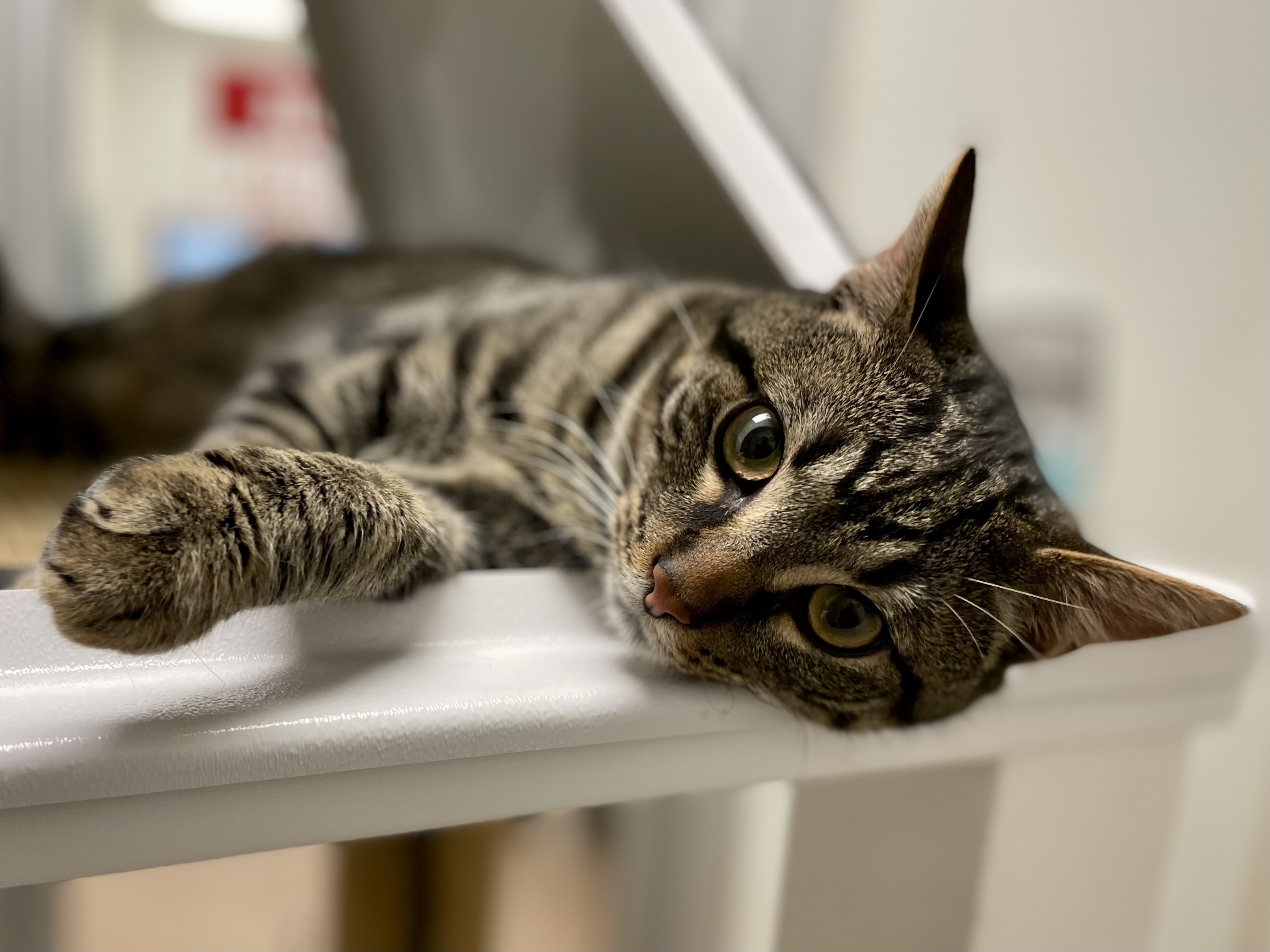 Enlarge Davey* A196417, an adoptable Domestic Short Hair in Plano, TX image 3/6